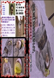 石田静の素敵なM女性を紹介します。　〜三十歳蕾のままで〜 　
